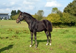 Ihr erstes Fohlen ,,Etti´s little Lady" von Ehrenpreis 2014 wird in der Familie bleiben.